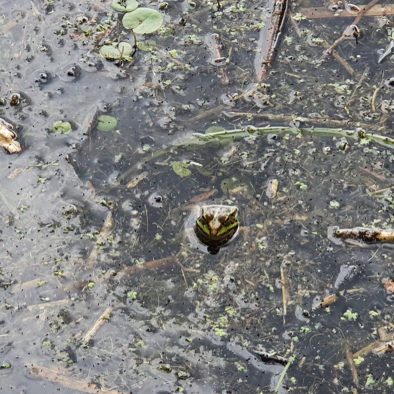 Frosch in der Wahnbachtallsperre